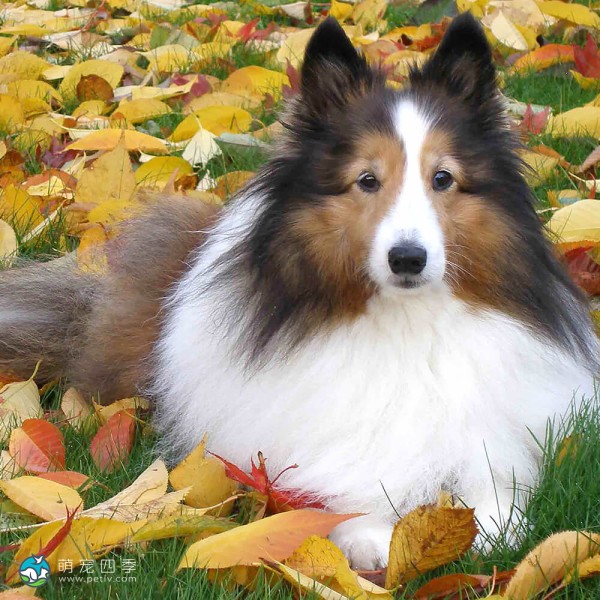 喜乐蒂牧羊犬-1