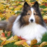 喜乐蒂牧羊犬-缩略图-1