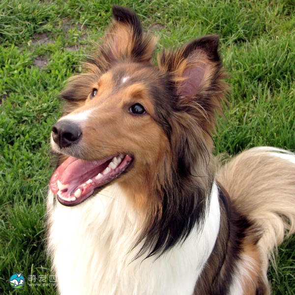 喜乐蒂牧羊犬-2