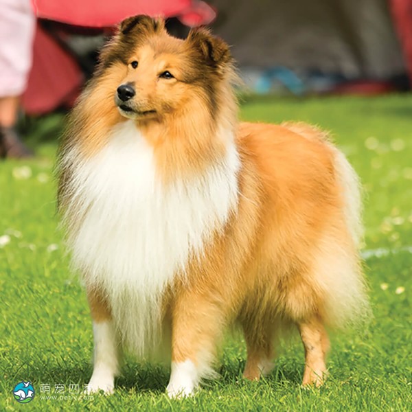 喜乐蒂牧羊犬-3