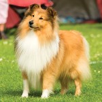 喜乐蒂牧羊犬-缩略图-3