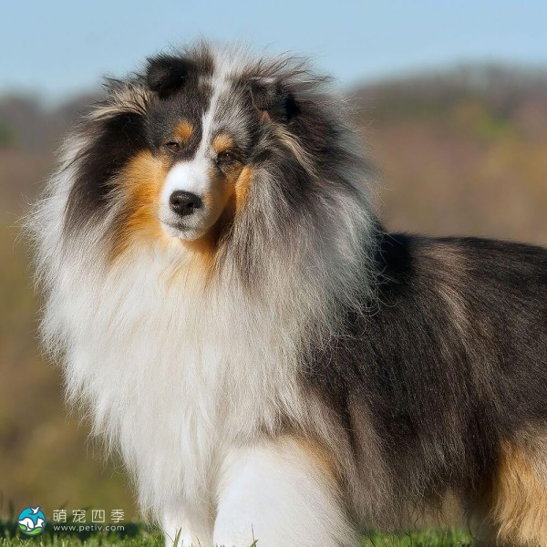 喜乐蒂牧羊犬-4