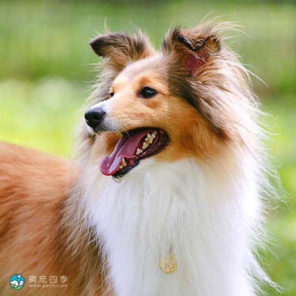 喜乐蒂牧羊犬-5