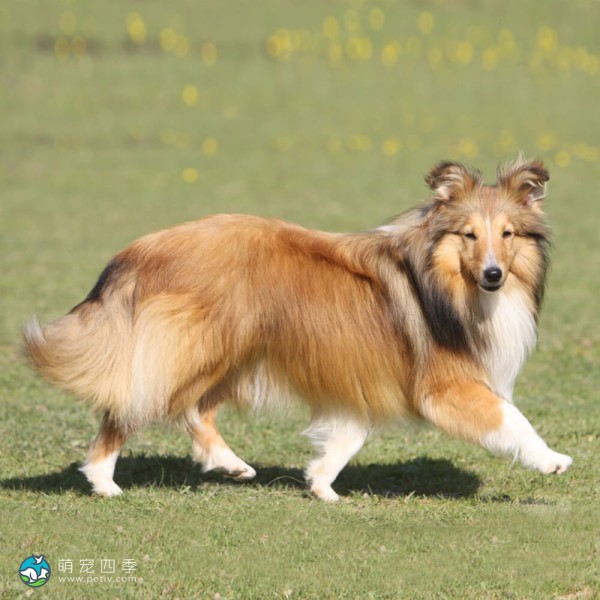 喜乐蒂牧羊犬-6