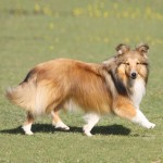 喜乐蒂牧羊犬-缩略图-6