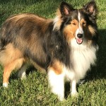 喜乐蒂牧羊犬-缩略图-7