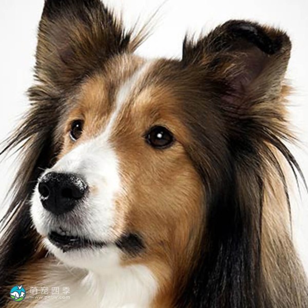 喜乐蒂牧羊犬-8