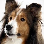 喜乐蒂牧羊犬-缩略图-8