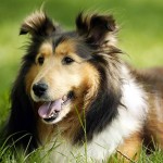 喜乐蒂牧羊犬-缩略图-9