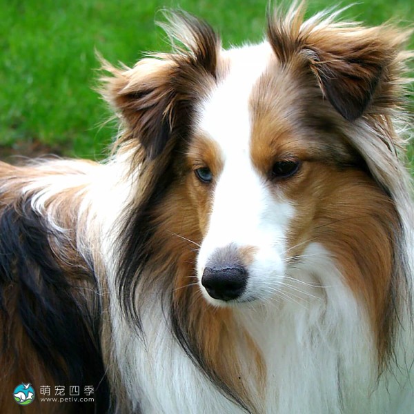 喜乐蒂牧羊犬-10