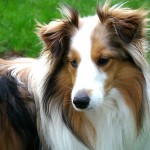 喜乐蒂牧羊犬-缩略图-10