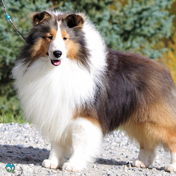 喜乐蒂牧羊犬-11