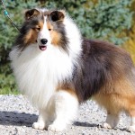 喜乐蒂牧羊犬-缩略图-11