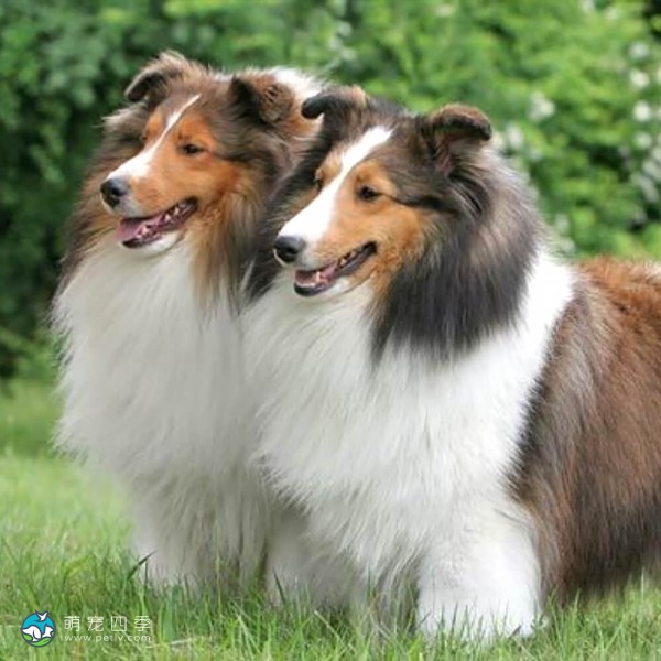 喜乐蒂牧羊犬-12