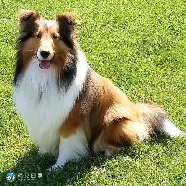 喜乐蒂牧羊犬-13