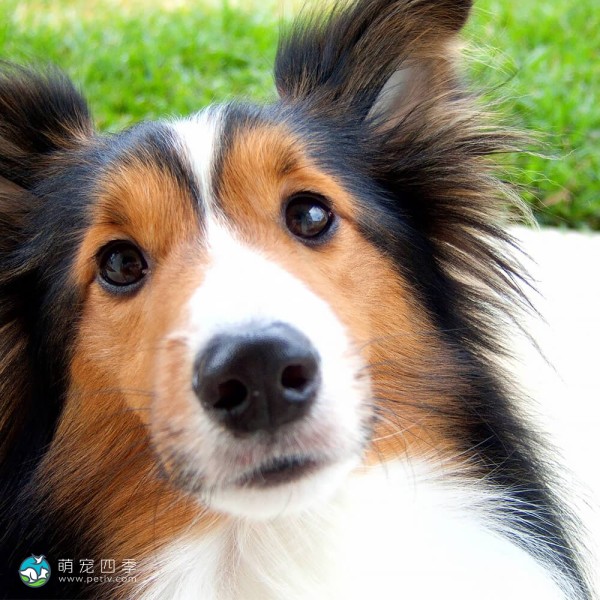 喜乐蒂牧羊犬-14