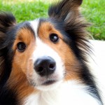 喜乐蒂牧羊犬-缩略图-14