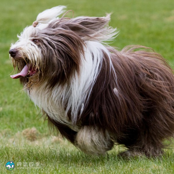 古代长鬃牧羊犬-1