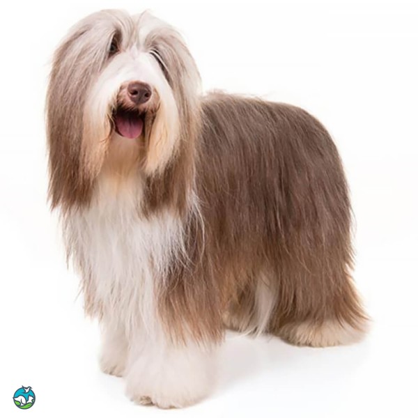 古代长鬃牧羊犬-2