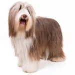 古代长鬃牧羊犬-缩略图-2