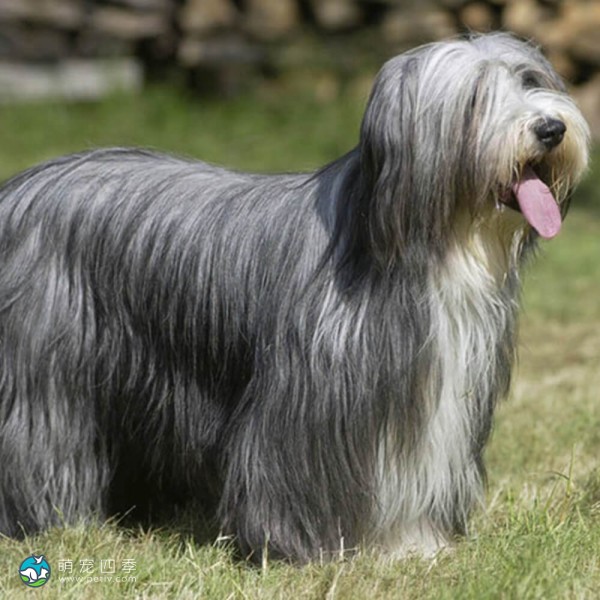 古代长鬃牧羊犬-3