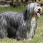 古代长鬃牧羊犬-缩略图-3