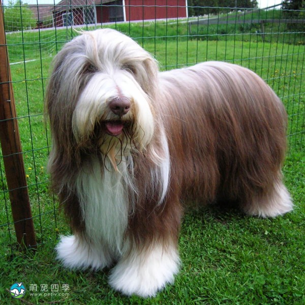 古代长鬃牧羊犬-4