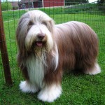 古代长鬃牧羊犬-缩略图-4