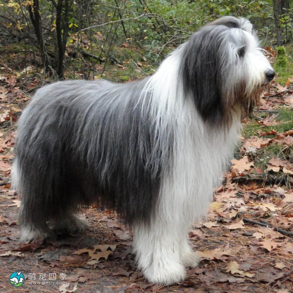 古代长鬃牧羊犬-5