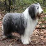 古代长鬃牧羊犬-缩略图-5