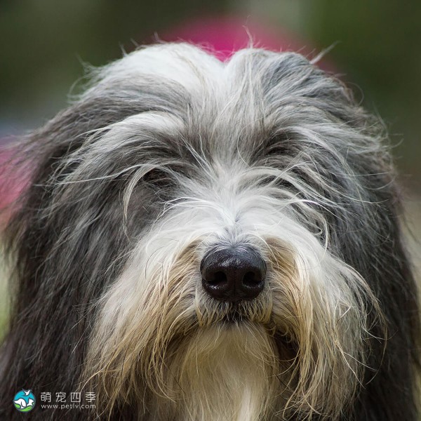 古代长鬃牧羊犬-6