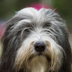 古代长鬃牧羊犬-缩略图-6