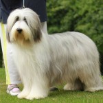 古代长鬃牧羊犬-缩略图-7