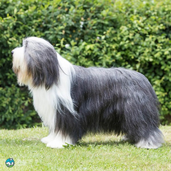 古代长鬃牧羊犬-8