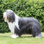 古代长鬃牧羊犬-缩略图-8