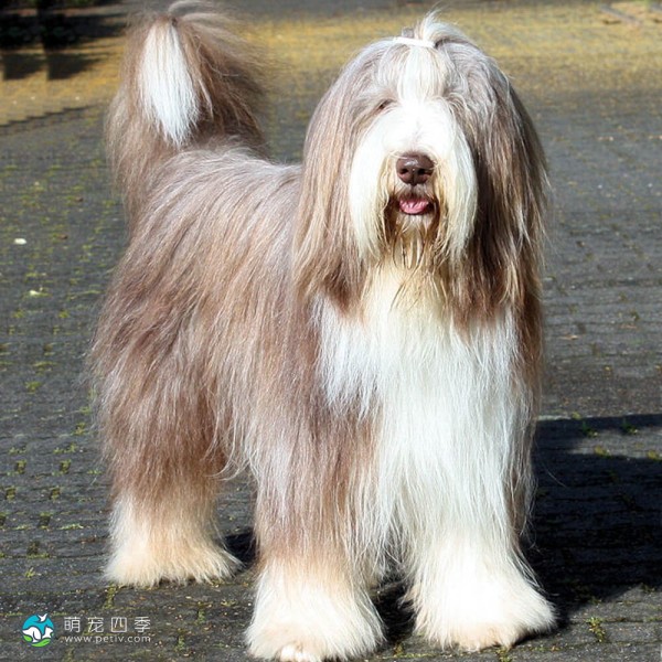 古代长鬃牧羊犬-9