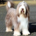 古代长鬃牧羊犬-缩略图-9