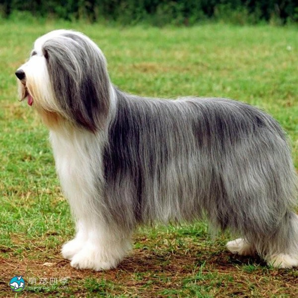 古代长鬃牧羊犬-10