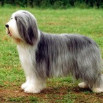 古代长鬃牧羊犬-缩略图-10