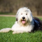 古代英国牧羊犬-缩略图-1