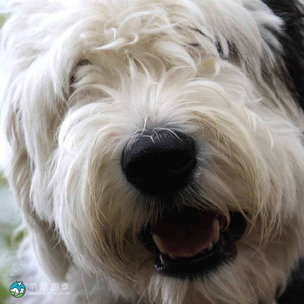 古代英国牧羊犬-3