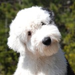 古代英国牧羊犬-缩略图-4