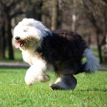 古代英国牧羊犬-缩略图-5