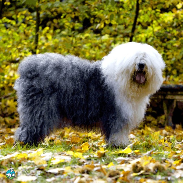 古代英国牧羊犬-6