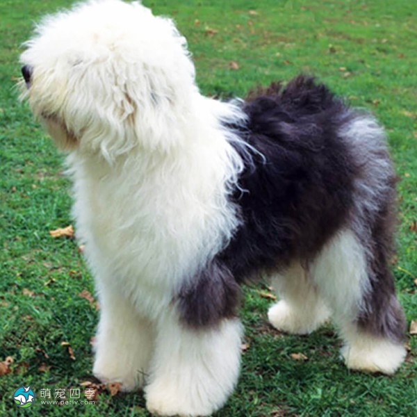 古代英国牧羊犬-7