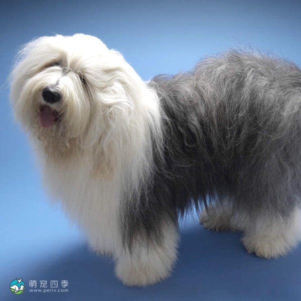 古代英国牧羊犬-8