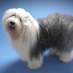 古代英国牧羊犬-缩略图-8