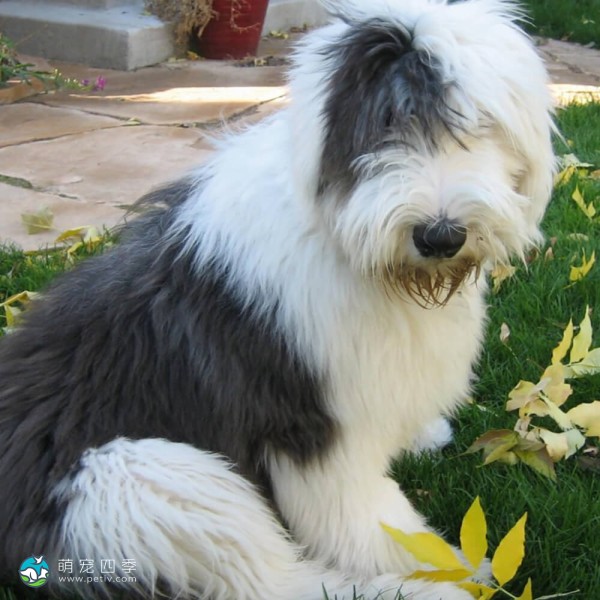 古代英国牧羊犬-9