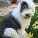 古代英国牧羊犬-缩略图-9