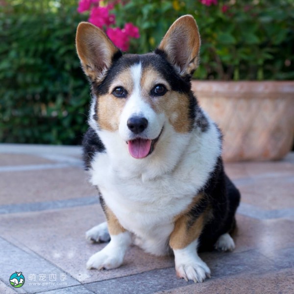 卡地更威尔士柯基犬-1